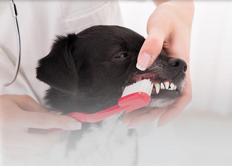 Weterynarz czyszcząca zęby szczeniaka